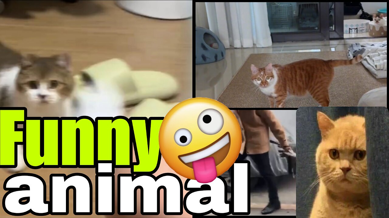Animals Being Weirdos" – 🐶🤪🐱🙃🦜🤣