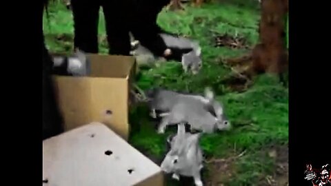 ALF Release Rescued Rabbits 🐇
