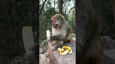 Banana peeling expert monkey