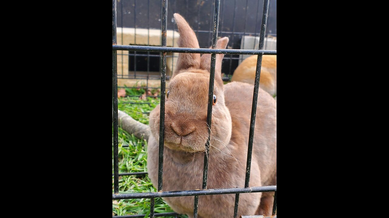 Our Beautiful Livestock 2021 - 2025