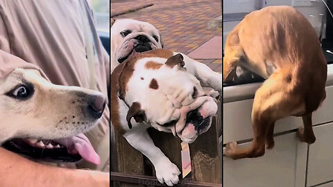 Dogs Think They Are Smarter Than You! 😂