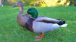 Couple of Noisy Mallard Ducks