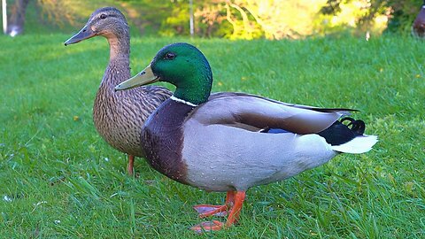 Couple of Noisy Mallard Ducks