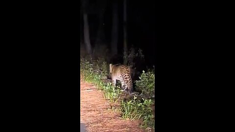 OMG 😳 leopard 🐆#short#viral#shortsviral