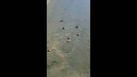 Mallard Ducks 🦆 #mallardducks #shorts #viral #trending #ducks #duck #followme
