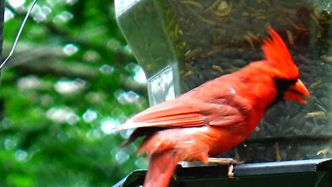 Cardinal