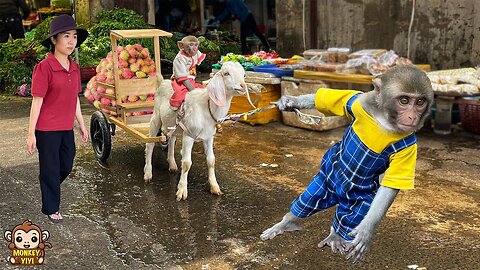 Unbelievable! YiYi takes goat help mom harvest and sell rambutan to buy cakes