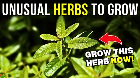 5 Unique Herbs for Your Kitchen Garden - Herbs You Should ALWAYS GROW |G14