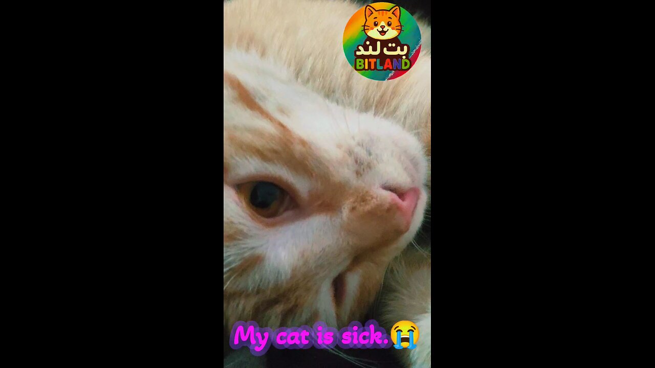 My cat is sick.💔😭😭