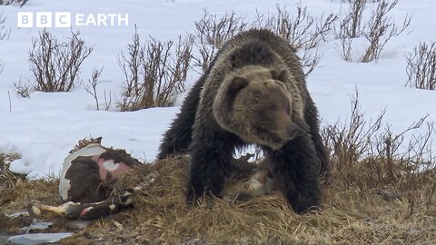 Grizzly Bear vs Scavengers: Who Will Claim The Frozen Prize? | BBC Earth 
