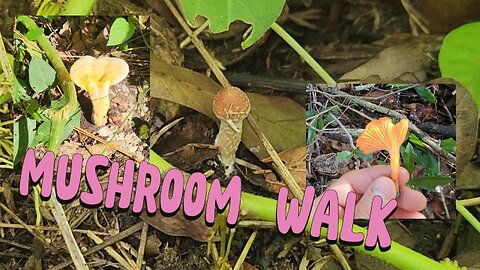 Sacred Spores: A Mushroom Walk with The Holy Spring