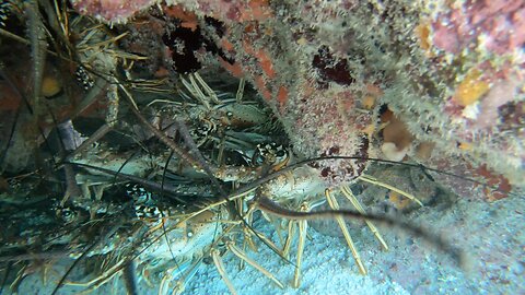 Lobster Mini Season Pre-Season Assessment