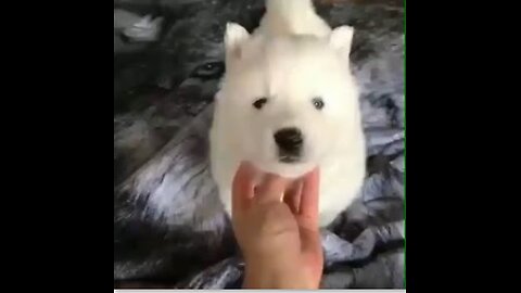 animals funny