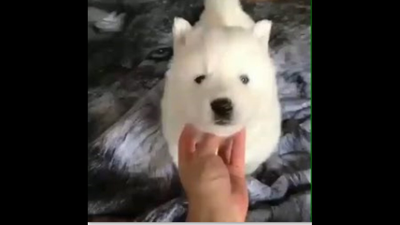 animals funny