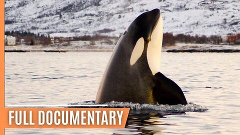 Skagerrak: The hunting grounds of the Orcas _ Full Documentary