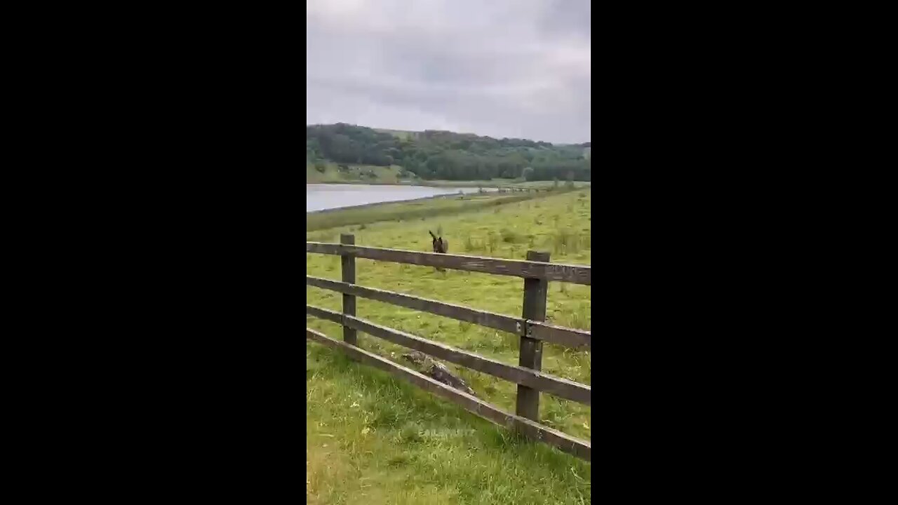 funny animal