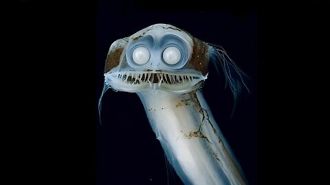 🐯🐳The Best Nature Documentaries🐘🌍