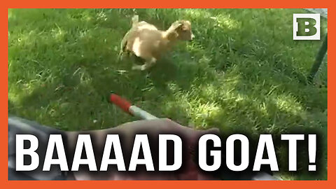 Baaaaad Goat! Loose Goat Vs. Police: Who Wins?!