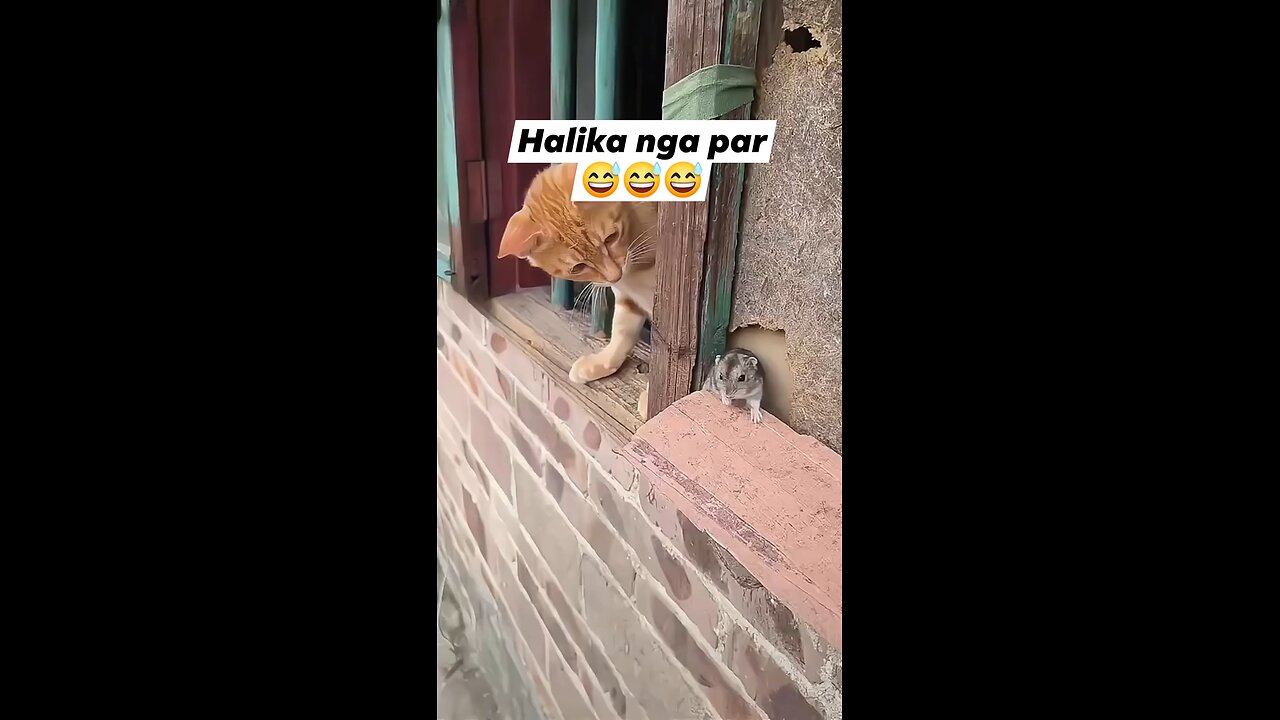 #cat and rat... #goodvibes