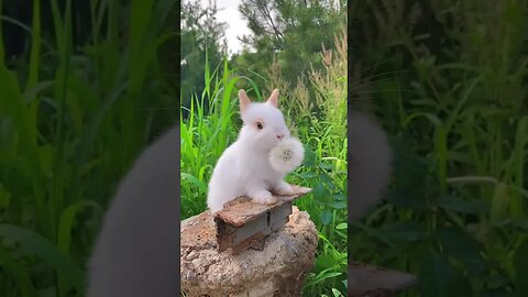 The accelerated version of the rabbit eating dandelions. Cute pet debut plan. Rabbit. Pastoral c