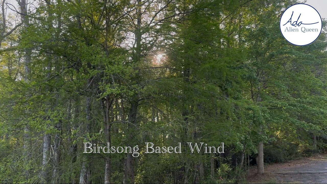 Ada Alien Queen • Bird Songs • Take #00006 • Birdsong Based Wind
