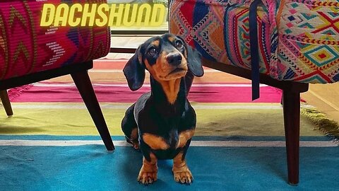 Playful Dachshund Dog Videos. Weiner Around the world IG Compilation, Perros Salchicha Puppies
