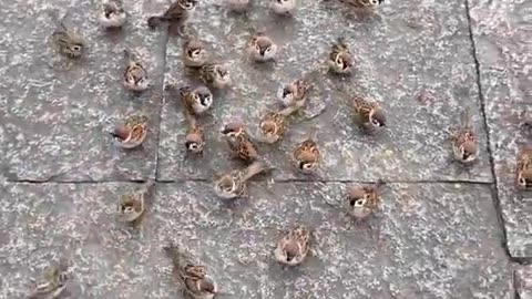 Sparrows Feeding Bird.. 🥹