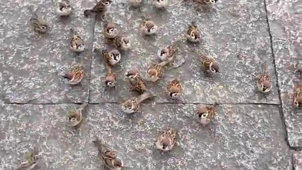 Sparrows Feeding Bird.. 🥹