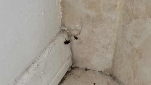 said the Spider to the fly