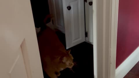 Fat Cat Leaves Bathroom Cabinet