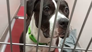 Colombia 5y A868306 kennel 174 PACC shelter20250924_141444589