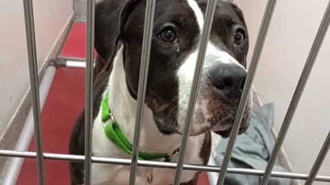Colombia 5y A868306 kennel 174 PACC shelter20250924_141444589