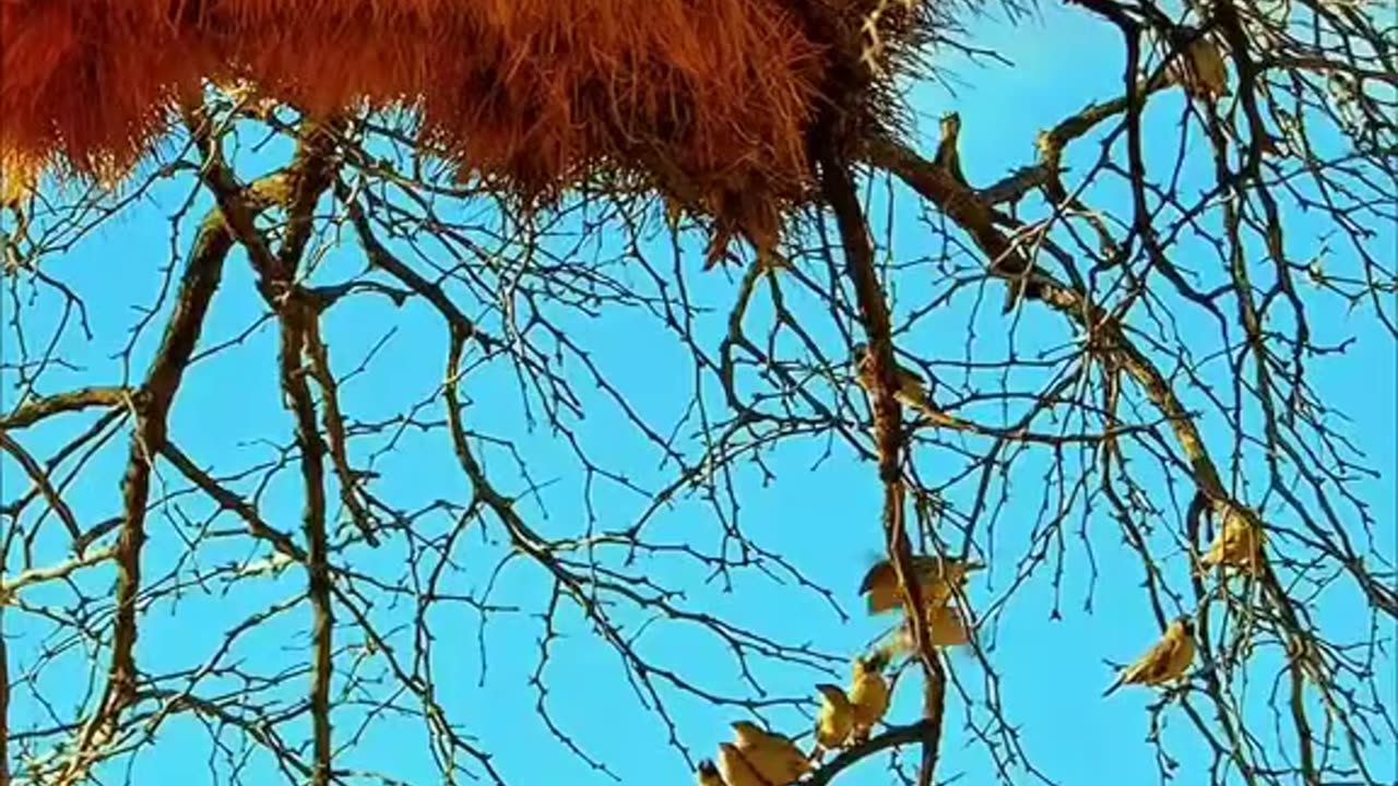 Animal video