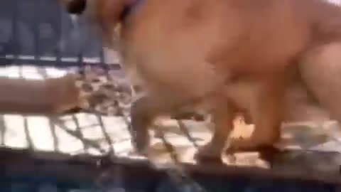 animal cute attack