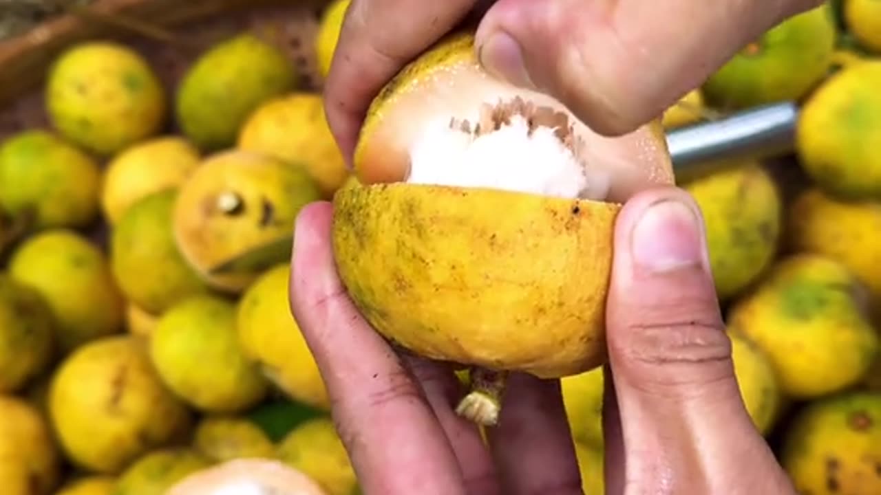 Harvesting Sandoricum koetjape
