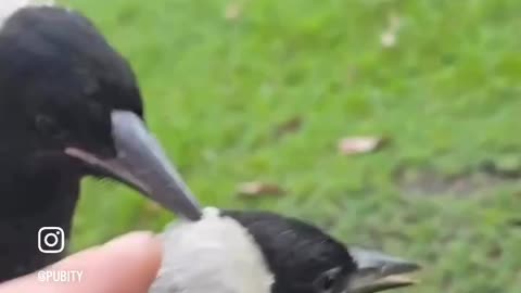 Magpie Frens