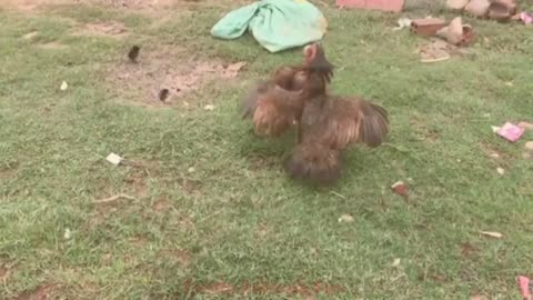 Best Funny Animals Fight video__Funniest Animals Fight Compilation video