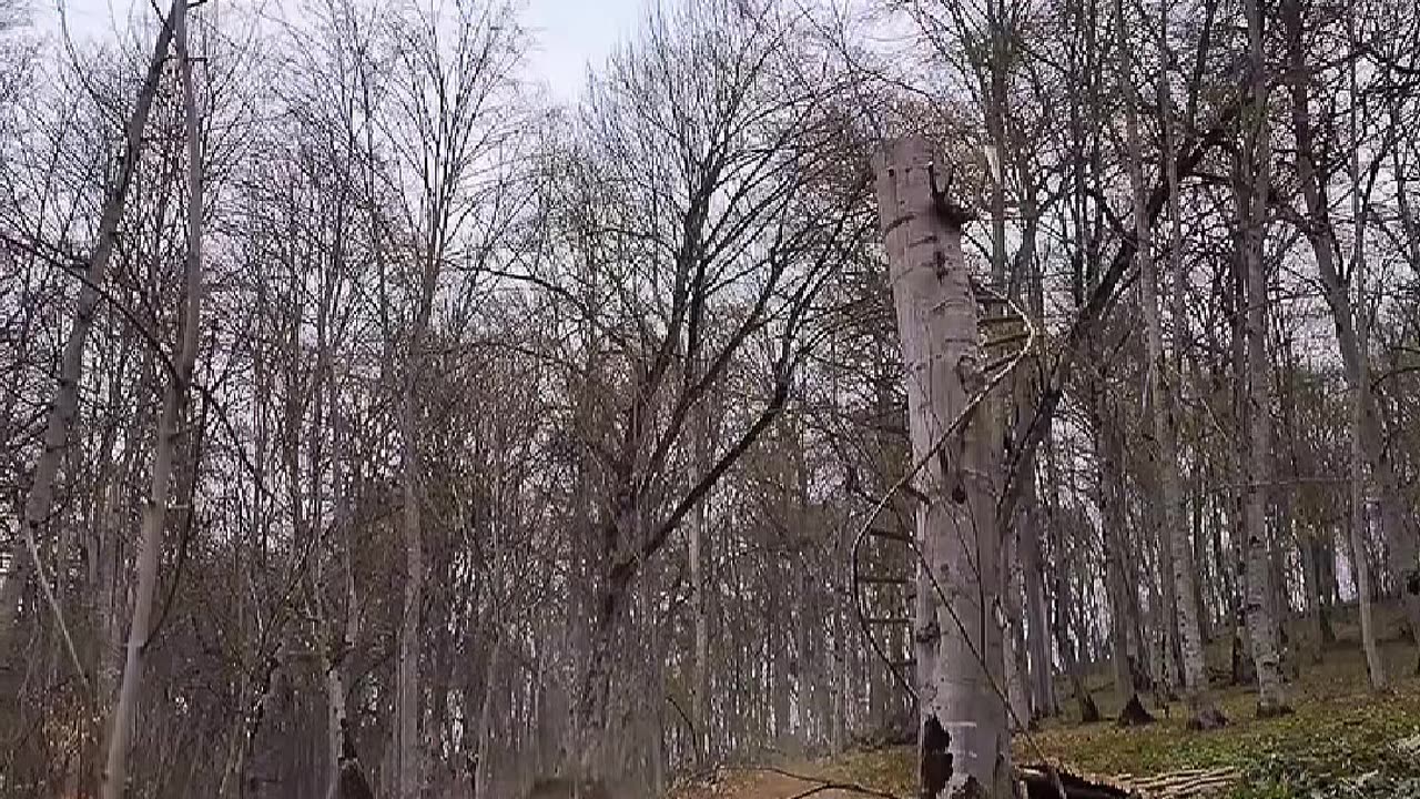 Survival Man creates his tree house from scratch