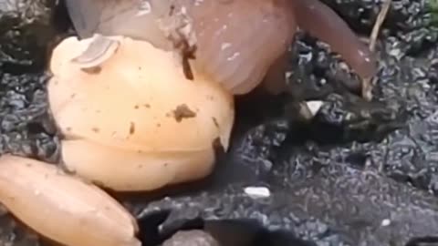 😮✨ Close-Up of a Slug Eating Corn Kernel - Nature's Surprising Feast! | FeedMyCuriosity