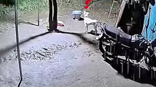 Must Watch: leopard vs dog #trending #animals #wildlife #leopard #dog #shortsvid