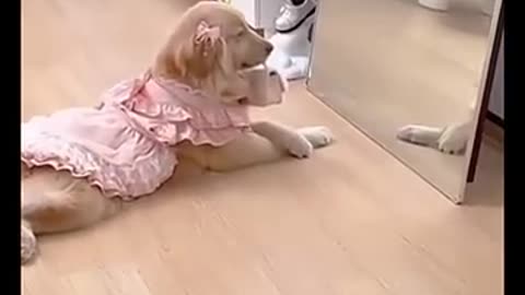 Is This the Most Powerful Dog in the World