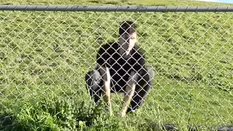 How Animals Get Over a Fence