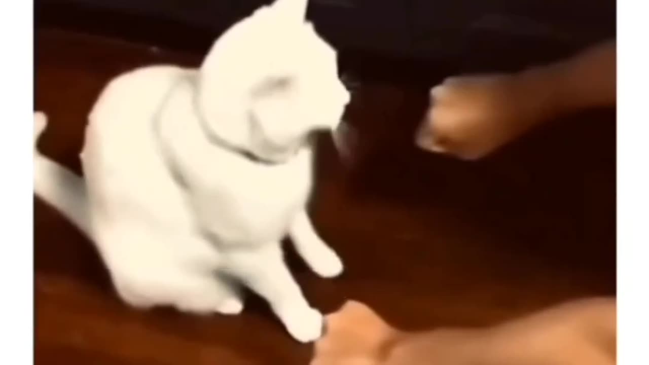 Meme Madness | Funniest Shorts Ever 😂🔥