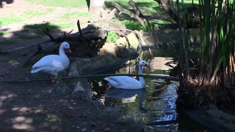 Lagos Zoo (Algarve, Portugal) 13