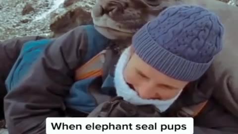 Seal Core