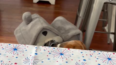 Beagle Gets Stuck In The Doghouse