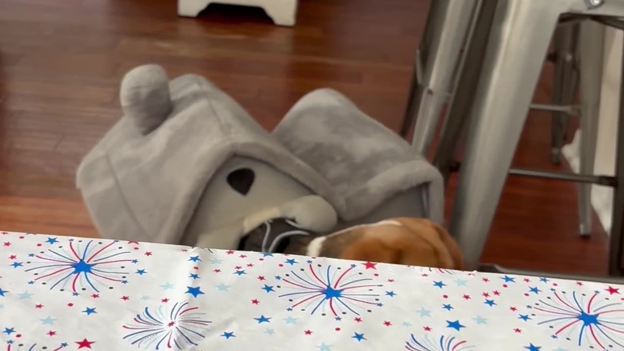 Beagle Gets Stuck In The Doghouse