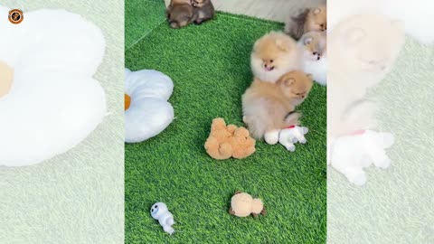 This is Cutest Puppy's Fun Time and Yours's | #dog #doglover #pets #dogs #puppy 