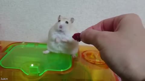 best pet video of the decade