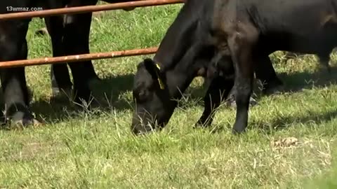 Local experts weigh in on rising beef prices amid supply shortage and higher costs